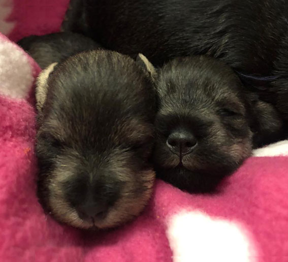 Y-Wurf Ezüst Granit - Peppersdegabritho Zwergschnauzer Peppersdegabritho Zwergschnauzer