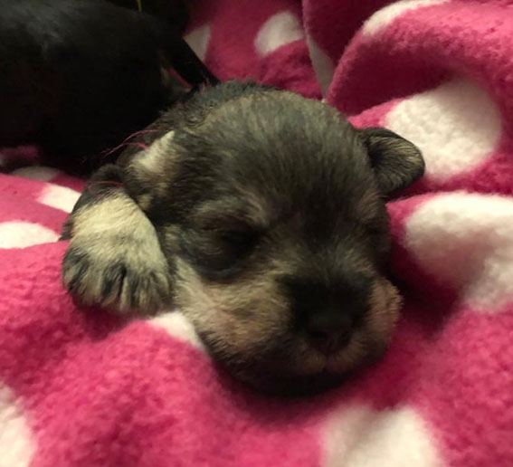 Y-Wurf Ezüst Granit - Peppersdegabritho Zwergschnauzer Peppersdegabritho Zwergschnauzer