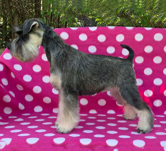 Ezüst Granit Yes I'm Daisy Peppersdegabritho Zwergschnauzer