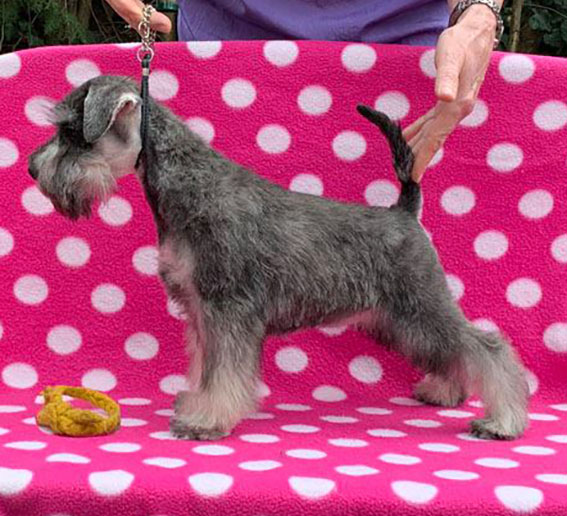 Ezüst Granit Yes I Can Peppersdegabritho Zwergschnauzer