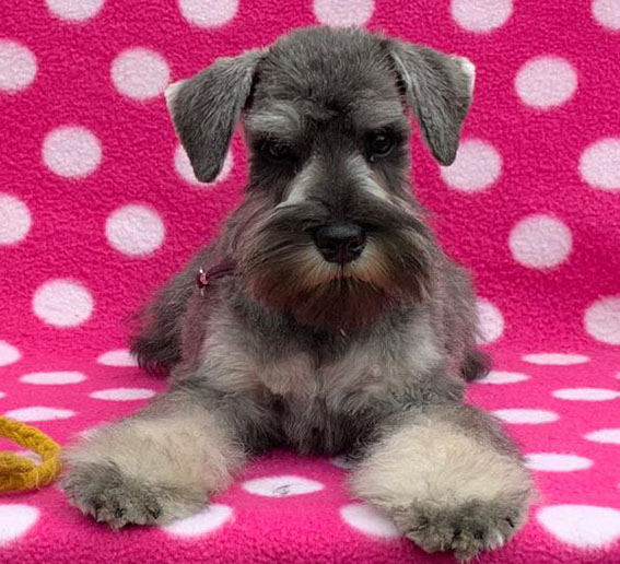 Ezüst Granit Yes I Can Peppersdegabritho Zwergschnauzer