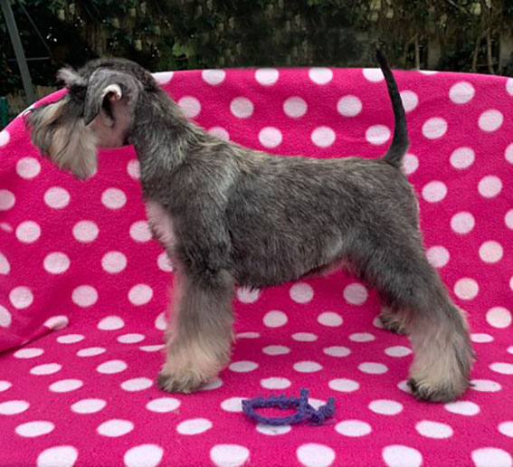 Ezüst Granit Yes Thats Great Peppersdegabritho Zwergschnauzer