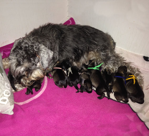 Z-Wurf Peppersdegabritho Zwergschnauzer Z-Wurf Peppersdegabritho Zwergschnauzer