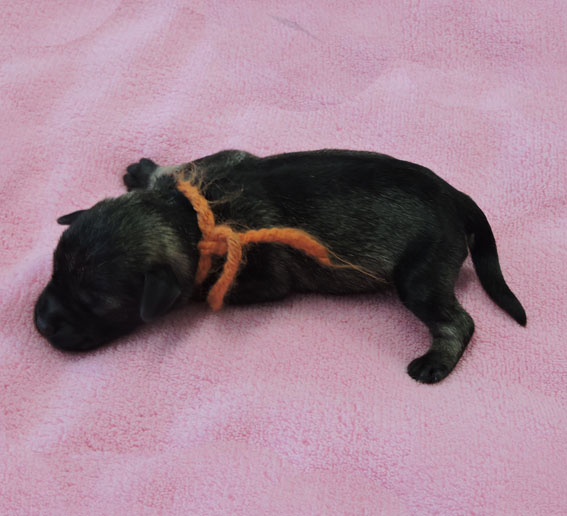 Z-Wurf Peppersdegabritho Zwergschnauzer Peppersdegabritho - Zwergschnauzer / Miniature Schnauzer