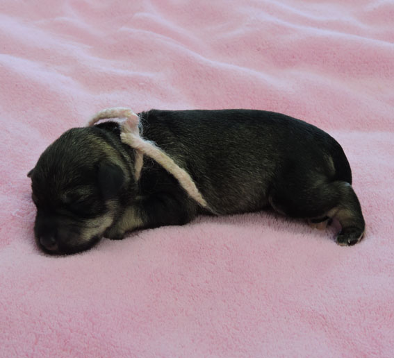 Z-Wurf Peppersdegabritho Zwergschnauzer Peppersdegabritho - Zwergschnauzer / Miniature Schnauzer