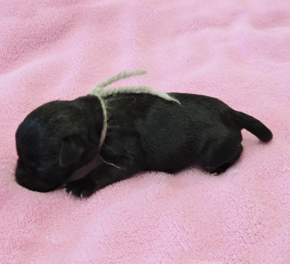 Z-Wurf Peppersdegabritho Zwergschnauzer Peppersdegabritho - Zwergschnauzer / Miniature Schnauzer