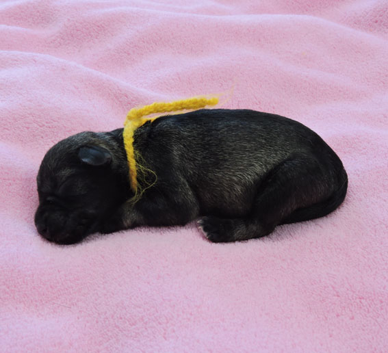 Z-Wurf Peppersdegabritho Zwergschnauzer Peppersdegabritho - Zwergschnauzer / Miniature Schnauzer