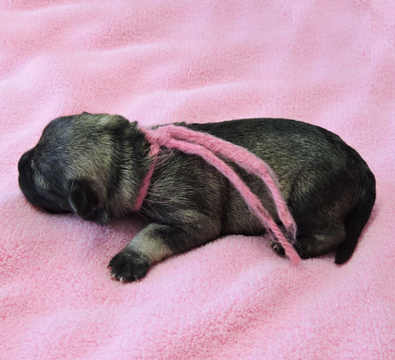 Z-Wurf Peppersdegabritho Zwergschnauzer Peppersdegabritho - Zwergschnauzer / Miniature Schnauzer