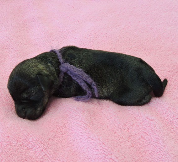 Z-Wurf Peppersdegabritho Zwergschnauzer Peppersdegabritho - Zwergschnauzer / Miniature Schnauzer