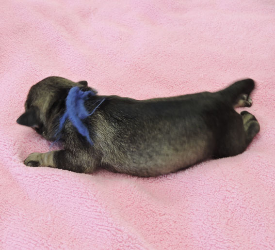 Z-Wurf Peppersdegabritho Zwergschnauzer Peppersdegabritho - Zwergschnauzer / Miniature Schnauzer