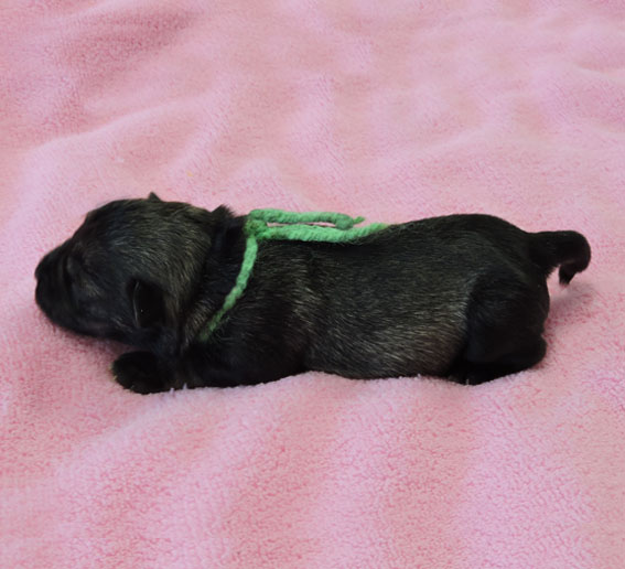 Z-Wurf Peppersdegabritho Zwergschnauzer Peppersdegabritho - Zwergschnauzer / Miniature Schnauzer