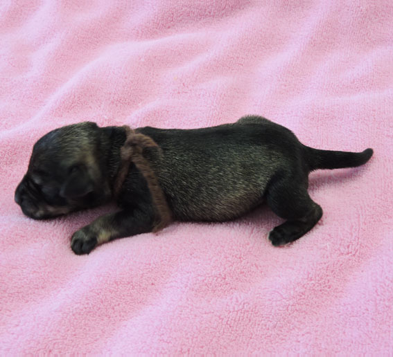 Z-Wurf Peppersdegabritho Zwergschnauzer Peppersdegabritho - Zwergschnauzer / Miniature Schnauzer