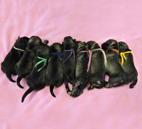 Z-Wurf Peppersdegabritho Zwergschnauzer Peppersdegabritho - Zwergschnauzer / Miniature Schnauzer