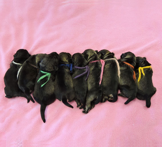 Z-Wurf Peppersdegabritho Zwergschnauzer Peppersdegabritho - Zwergschnauzer / Miniature Schnauzer