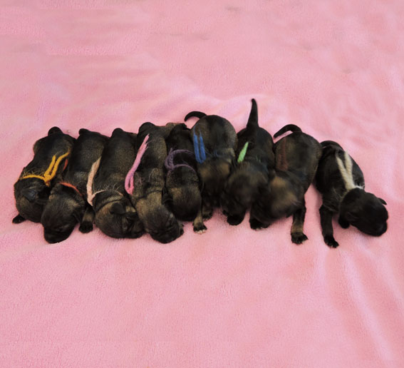 Z-Wurf Peppersdegabritho Zwergschnauzer Peppersdegabritho - Zwergschnauzer / Miniature Schnauzer