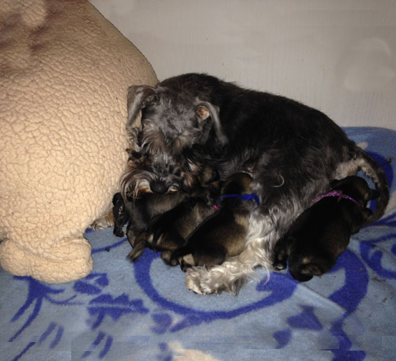 Z-Wurf Peppersdegabritho Zwergschnauzer Z-Wurf Peppersdegabritho Zwergschnauzer