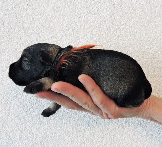 Z-Wurf Peppersdegabritho Zwergschnauzer Peppersdegabritho - Zwergschnauzer / Miniature Schnauzer