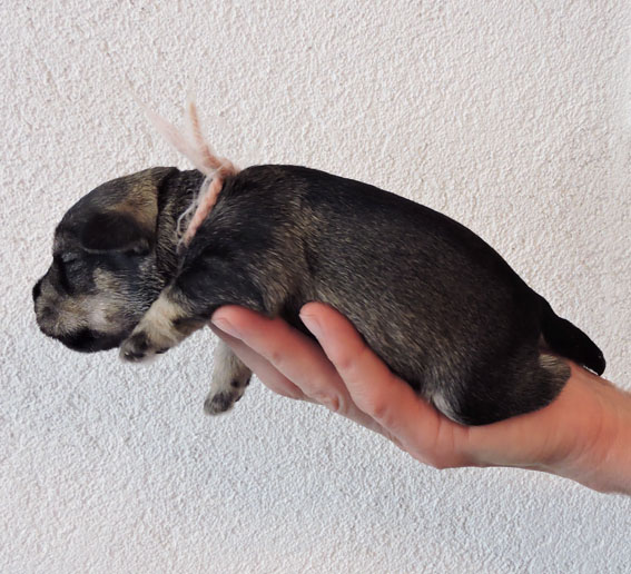 Z-Wurf Peppersdegabritho Zwergschnauzer Peppersdegabritho - Zwergschnauzer / Miniature Schnauzer