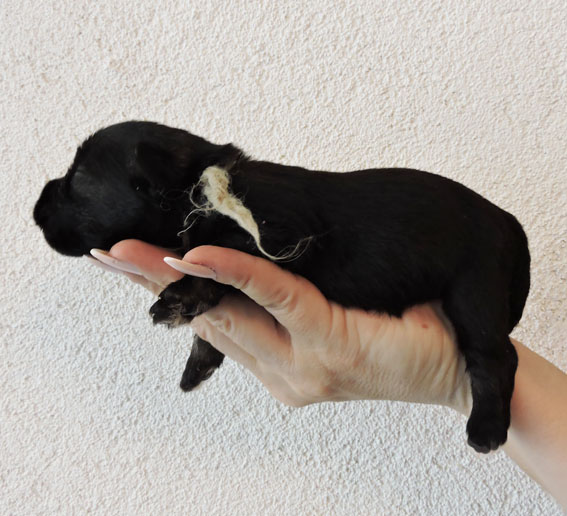 Z-Wurf Peppersdegabritho Zwergschnauzer Peppersdegabritho - Zwergschnauzer / Miniature Schnauzer