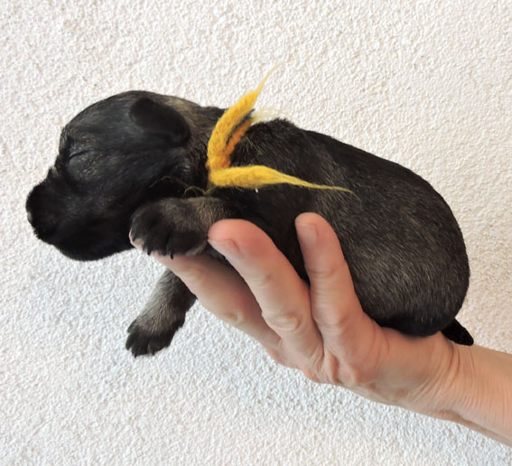 Z-Wurf Peppersdegabritho Zwergschnauzer Peppersdegabritho - Zwergschnauzer / Miniature Schnauzer