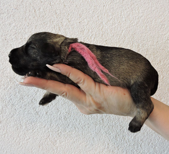 Z-Wurf Peppersdegabritho Zwergschnauzer Peppersdegabritho - Zwergschnauzer / Miniature Schnauzer