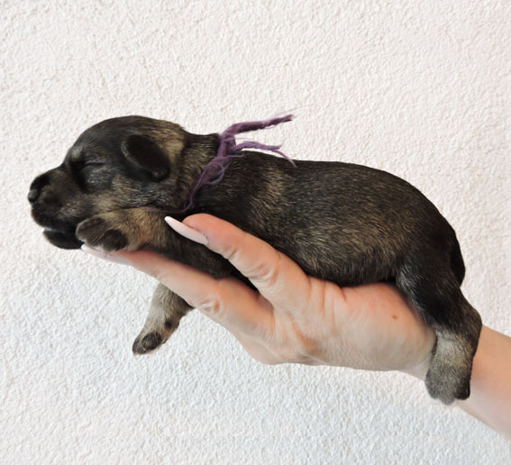 Z-Wurf Peppersdegabritho Zwergschnauzer Peppersdegabritho - Zwergschnauzer / Miniature Schnauzer