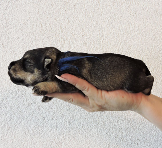 Z-Wurf Peppersdegabritho Zwergschnauzer Peppersdegabritho - Zwergschnauzer / Miniature Schnauzer