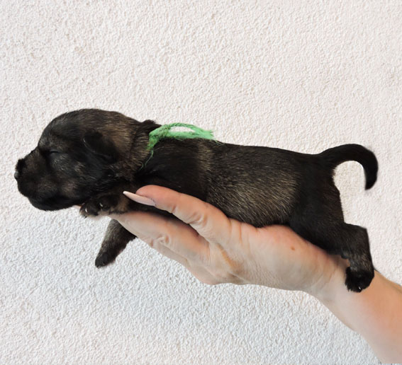 Z-Wurf Peppersdegabritho Zwergschnauzer Peppersdegabritho - Zwergschnauzer / Miniature Schnauzer