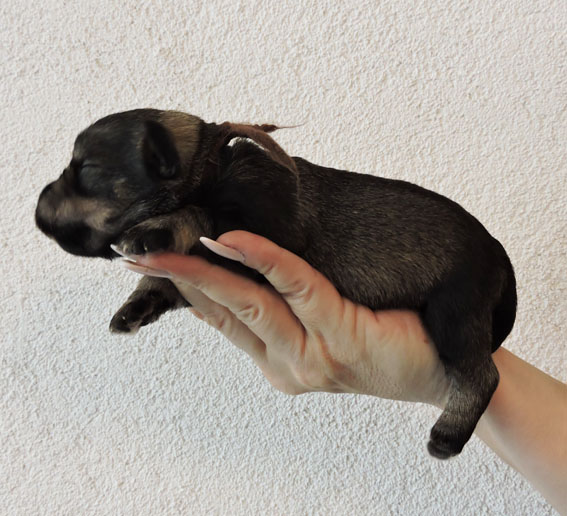 Z-Wurf Peppersdegabritho Zwergschnauzer Peppersdegabritho - Zwergschnauzer / Miniature Schnauzer