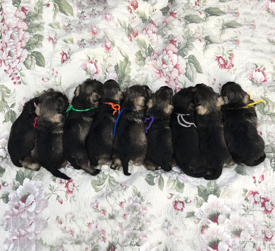 Z-Wurf Peppersdegabritho Zwergschnauzer Peppersdegabritho - Zwergschnauzer / Miniature Schnauzer