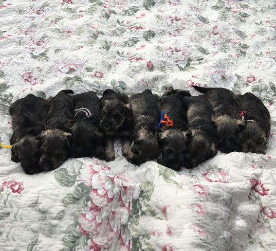 Z-Wurf Peppersdegabritho Zwergschnauzer Peppersdegabritho Zwergschnauzer