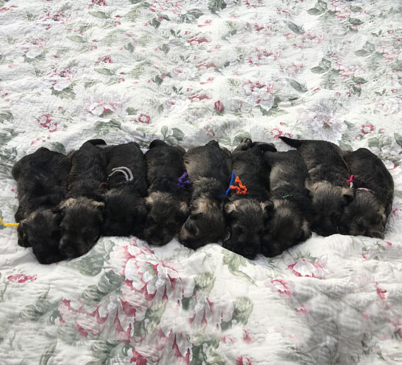 Z-Wurf Peppersdegabritho Zwergschnauzer Peppersdegabritho Zwergschnauzer