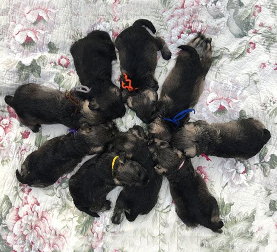 Z-Wurf Peppersdegabritho Zwergschnauzer Peppersdegabritho Zwergschnauzer