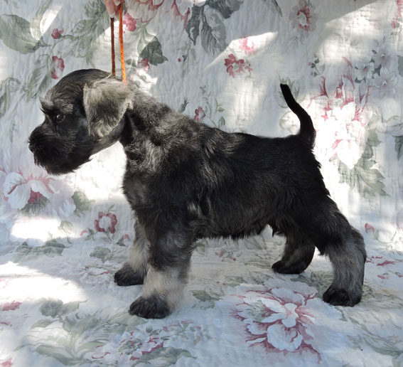 Z-Wurf Peppersdegabritho Zwergschnauzer Peppersdegabritho Zwergschnauzer