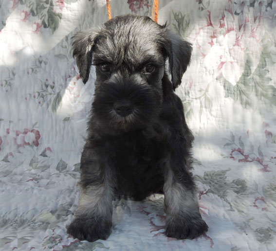 Z-Wurf Peppersdegabritho Zwergschnauzer Peppersdegabritho - Zwergschnauzer / Miniature Schnauzer