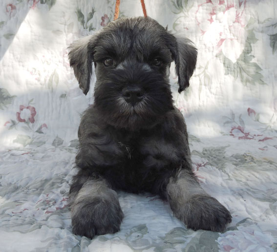 Z-Wurf Peppersdegabritho Zwergschnauzer Peppersdegabritho - Zwergschnauzer / Miniature Schnauzer