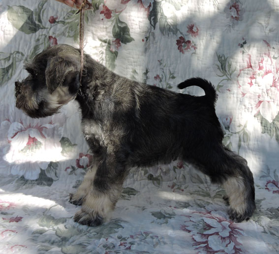 Z-Wurf Peppersdegabritho Zwergschnauzer Peppersdegabritho - Zwergschnauzer / Miniature Schnauzer