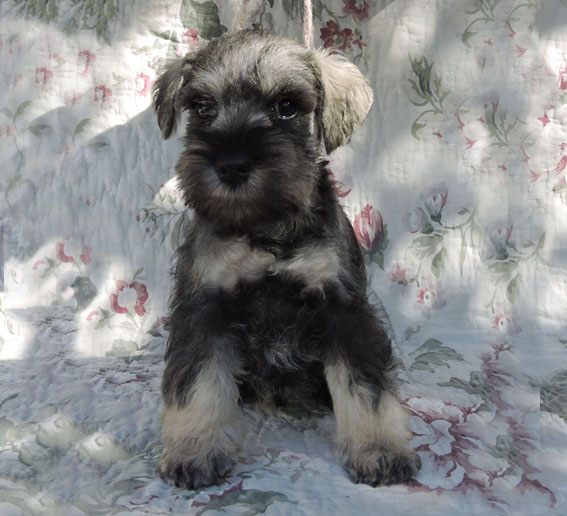 Z-Wurf Peppersdegabritho Zwergschnauzer Peppersdegabritho - Zwergschnauzer / Miniature Schnauzer