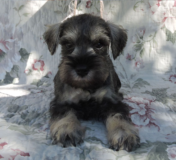 Z-Wurf Peppersdegabritho Zwergschnauzer Peppersdegabritho - Zwergschnauzer / Miniature Schnauzer