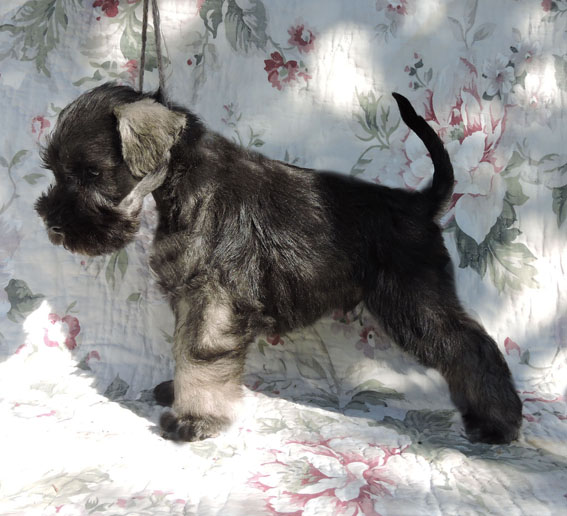 Z-Wurf Peppersdegabritho Zwergschnauzer Peppersdegabritho - Zwergschnauzer / Miniature Schnauzer