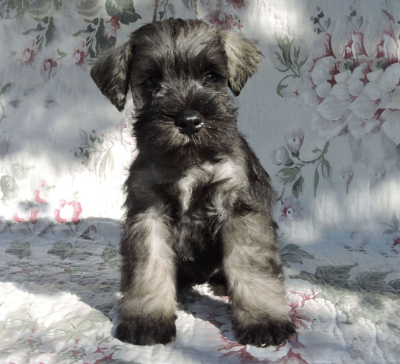 Z-Wurf Peppersdegabritho Zwergschnauzer Peppersdegabritho - Zwergschnauzer / Miniature Schnauzer