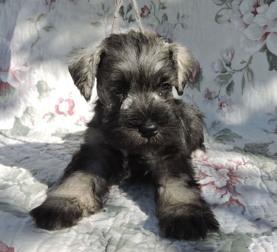 Z-Wurf Peppersdegabritho Zwergschnauzer Peppersdegabritho - Zwergschnauzer / Miniature Schnauzer