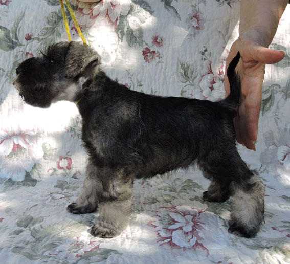 Z-Wurf Peppersdegabritho Zwergschnauzer Peppersdegabritho - Zwergschnauzer / Miniature Schnauzer
