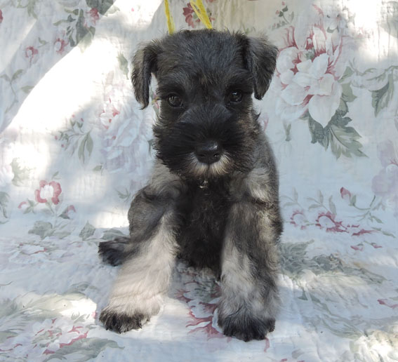 Z-Wurf Peppersdegabritho Zwergschnauzer Peppersdegabritho - Zwergschnauzer / Miniature Schnauzer
