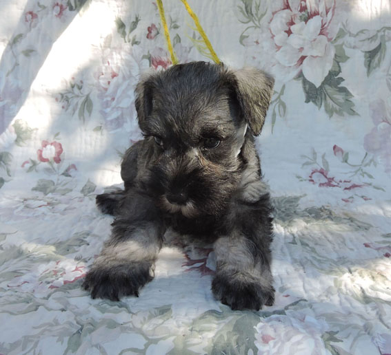 Z-Wurf Peppersdegabritho Zwergschnauzer Peppersdegabritho - Zwergschnauzer / Miniature Schnauzer