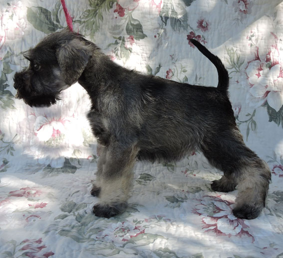 Z-Wurf Peppersdegabritho Zwergschnauzer Peppersdegabritho - Zwergschnauzer / Miniature Schnauzer