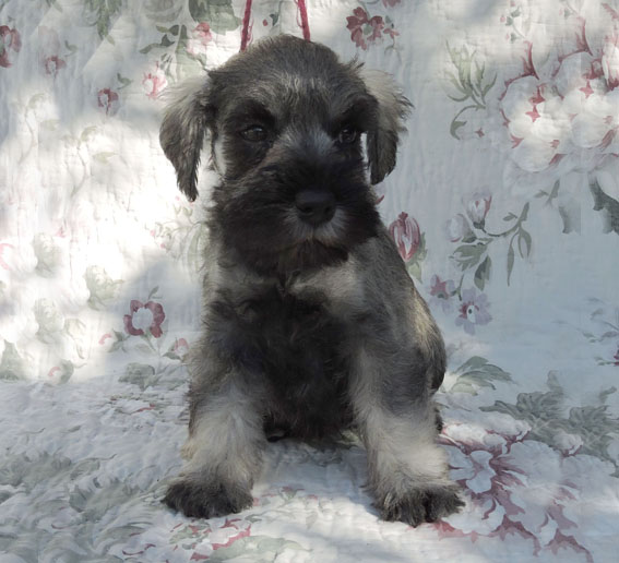 Z-Wurf Peppersdegabritho Zwergschnauzer Peppersdegabritho - Zwergschnauzer / Miniature Schnauzer