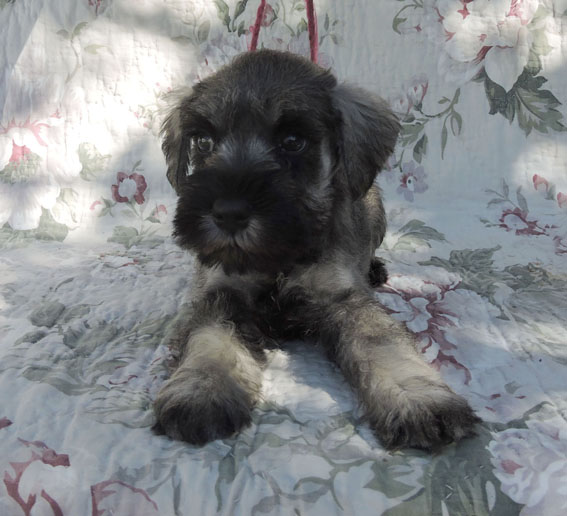 Z-Wurf Peppersdegabritho Zwergschnauzer Peppersdegabritho - Zwergschnauzer / Miniature Schnauzer