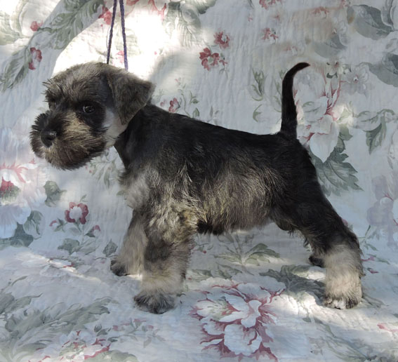 Z-Wurf Peppersdegabritho Zwergschnauzer Peppersdegabritho - Zwergschnauzer / Miniature Schnauzer