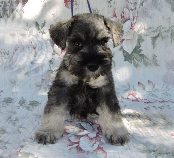 Z-Wurf Peppersdegabritho Zwergschnauzer Peppersdegabritho - Zwergschnauzer / Miniature Schnauzer